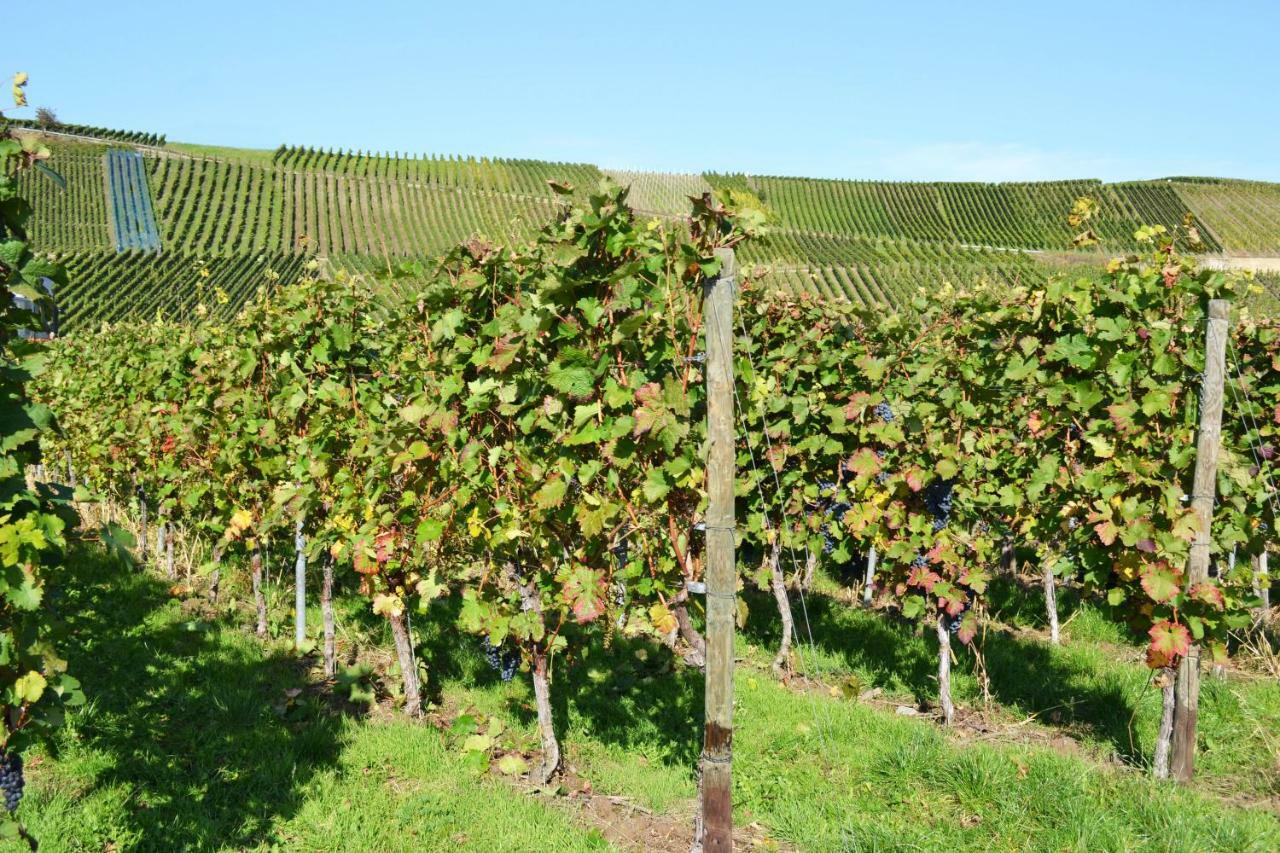 Weingut Mathy-Schanz Osann-Monzel 外观 照片